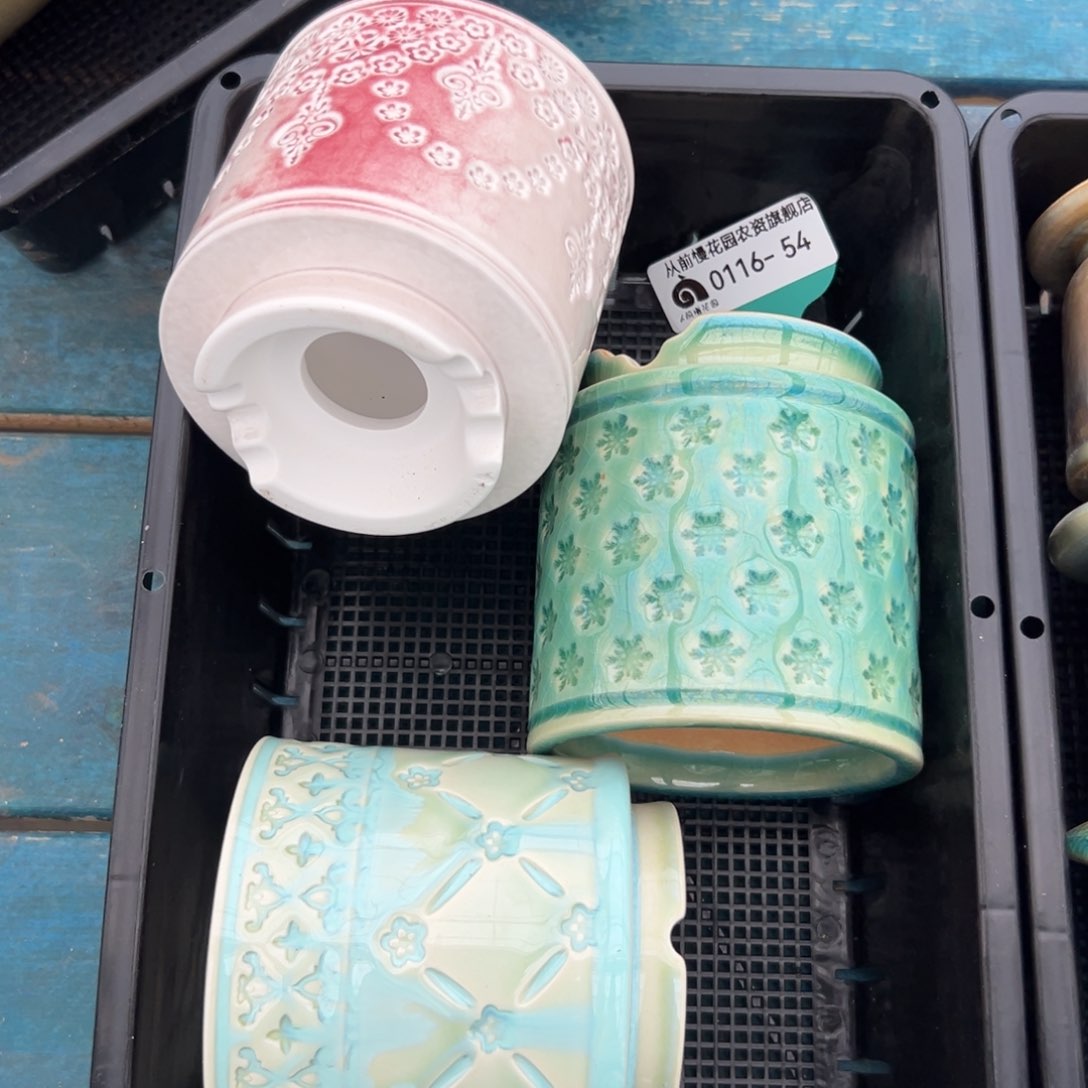 多肉精选编号0116.54