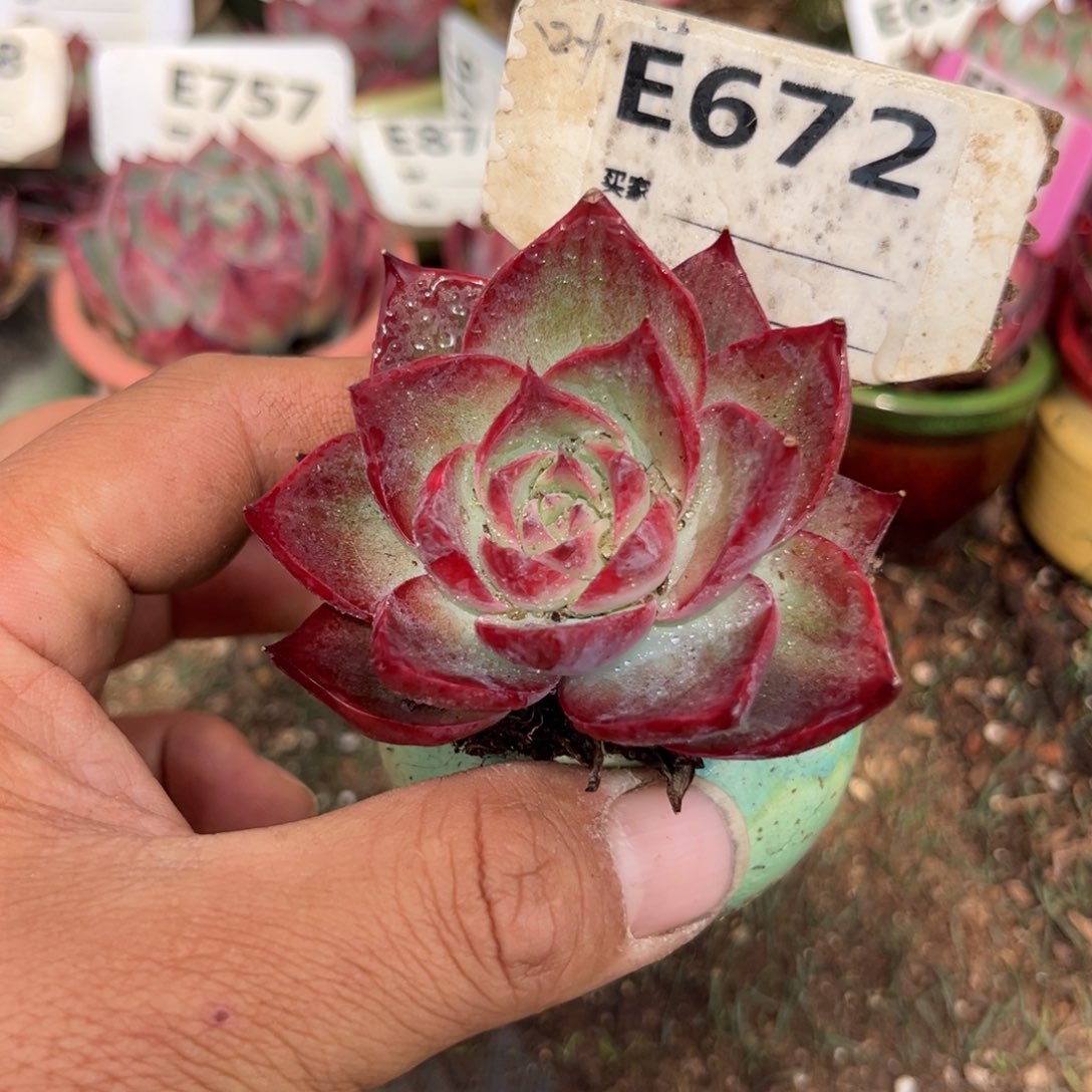 惊鸿一瞥672号多肉