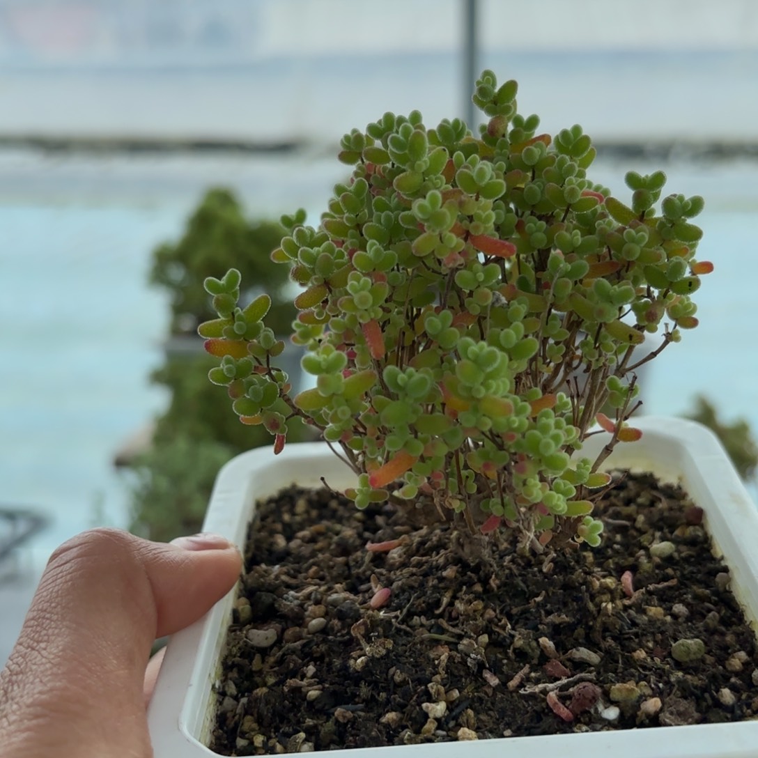 730蜜橘糖球枝干福利