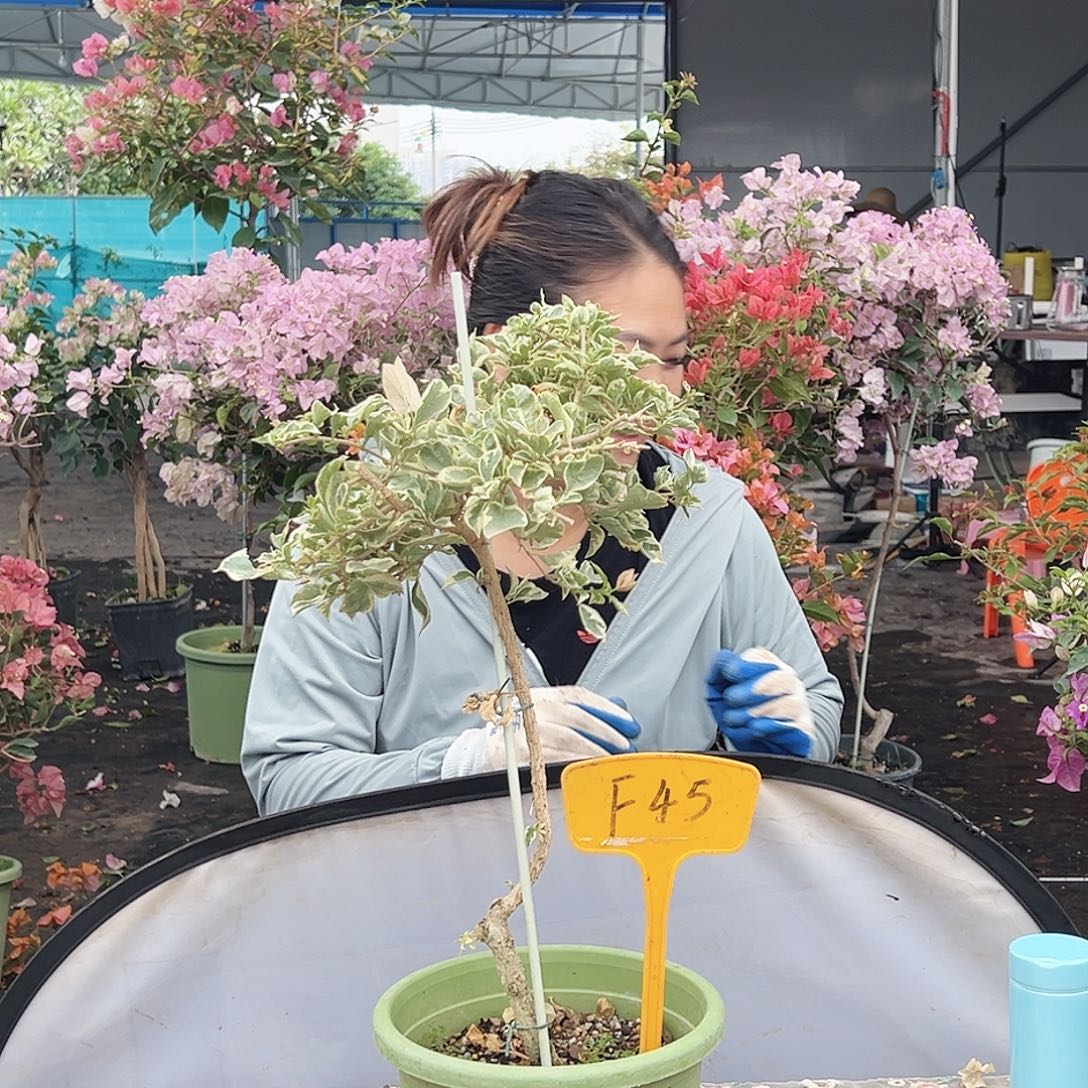 大部分花苞少量开放F45棒棒糖