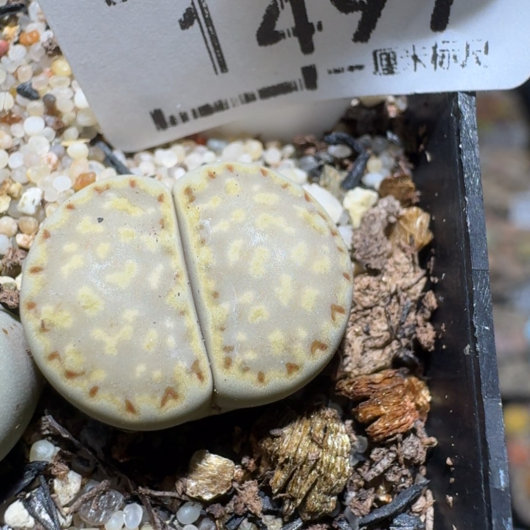 Zzz生石花肉锥1497