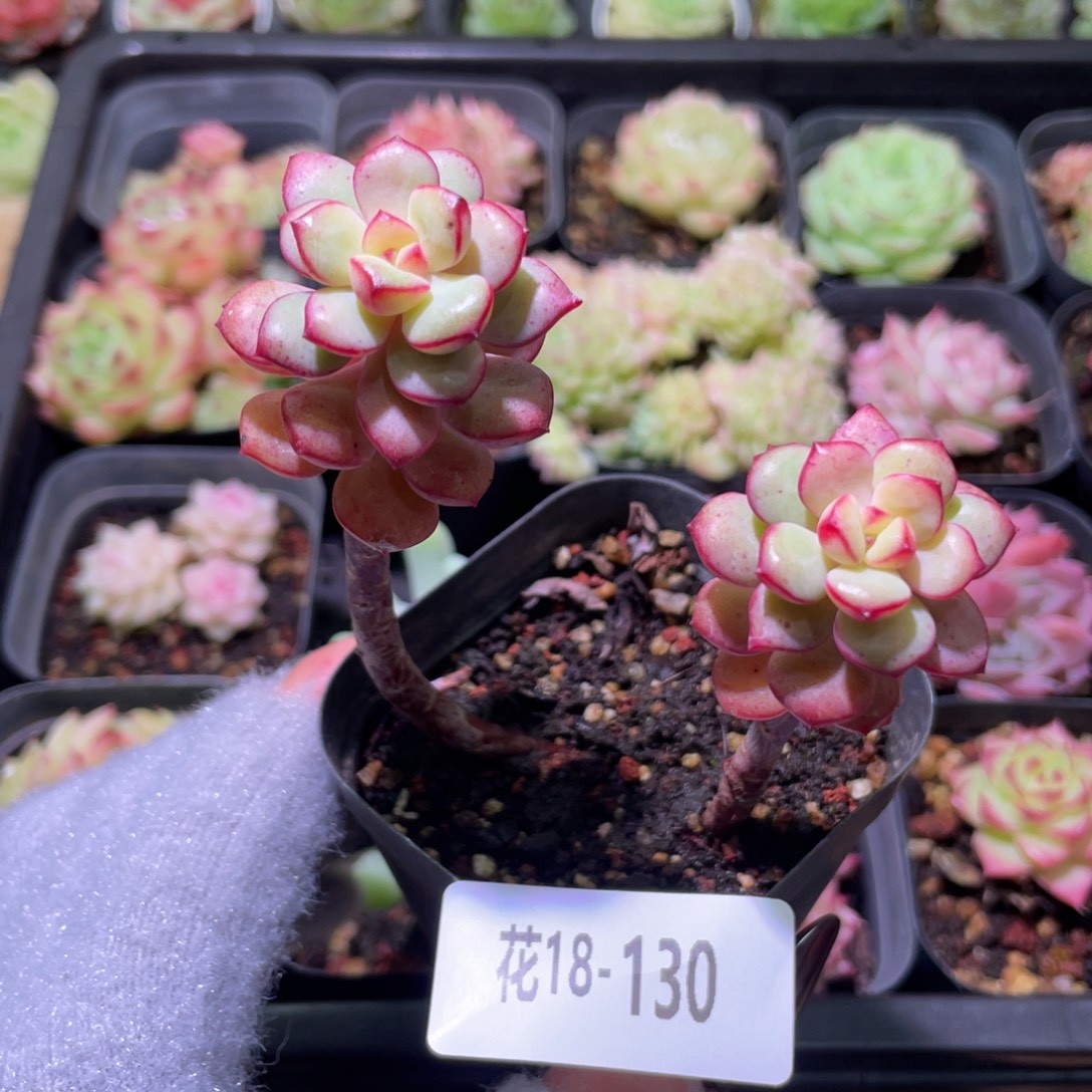 花利美18-130探戈