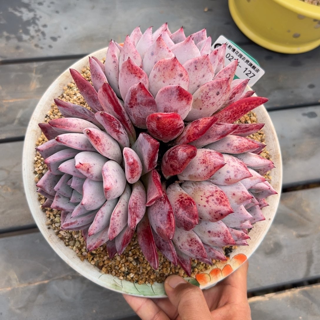 多肉一物一拍0214-127