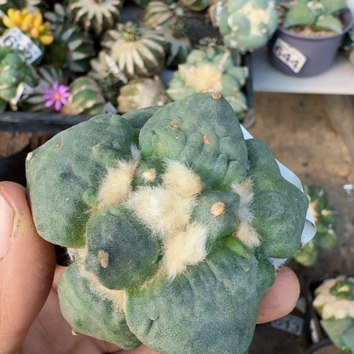 966落地牛舌怒涛牡丹