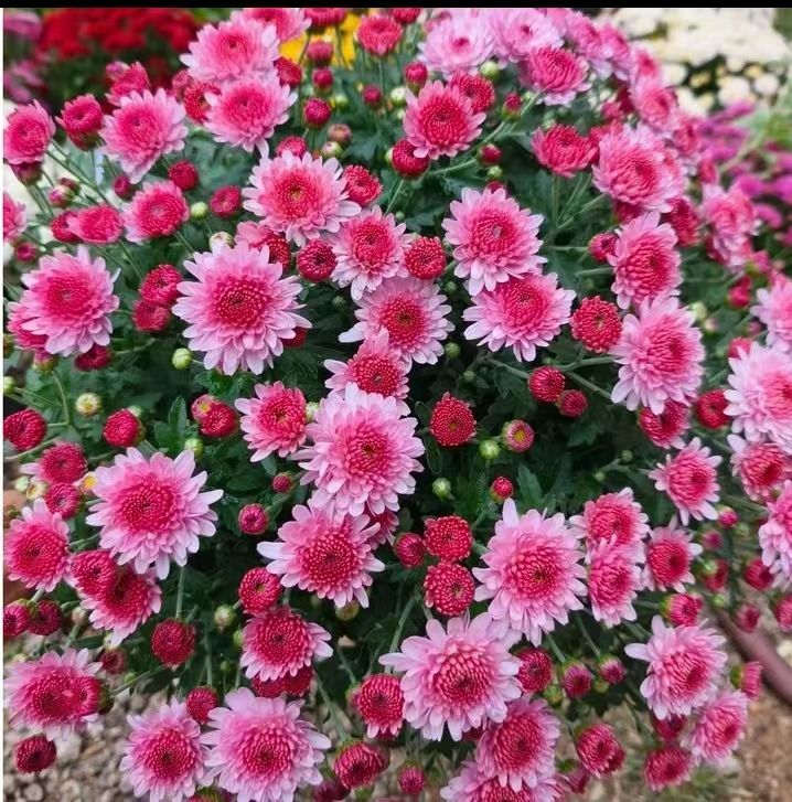 [草莓甜心}球菊千头菊盆栽带花苞四季开花室内外阳台耐寒