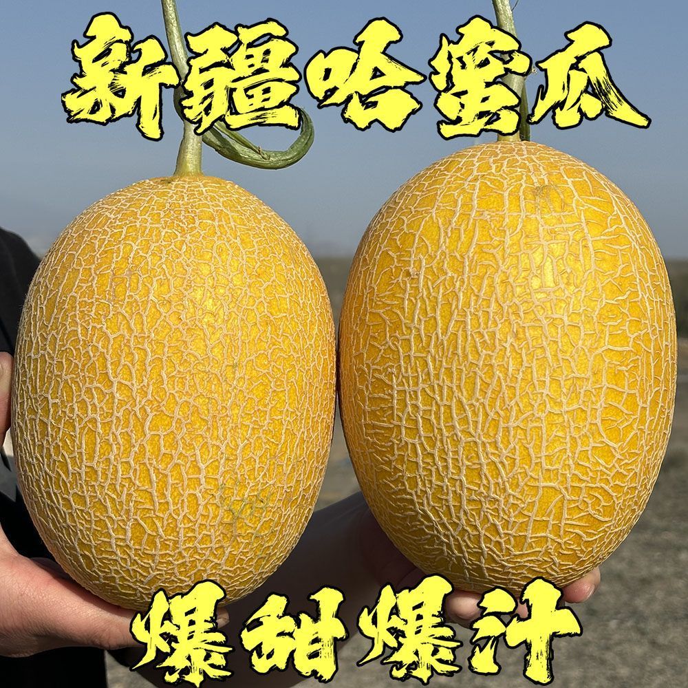 【新疆空运直发】新疆哈密瓜金色年华应季水果爆甜爆汁