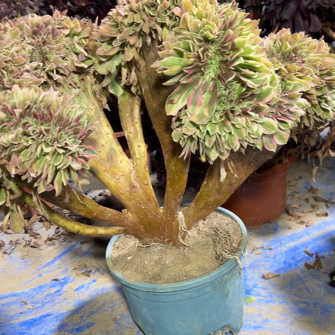 多肉351植物女神缀花