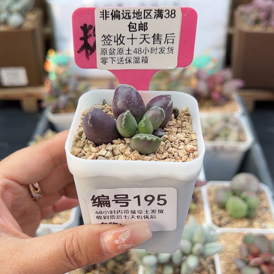 195三代紫肌海豹多肉植物