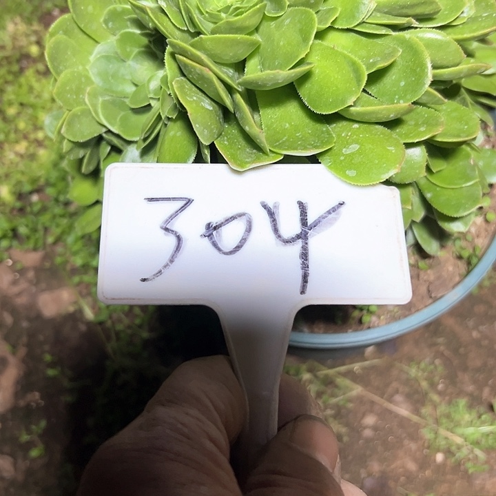 寒*多肉植物绿羊绒缀花