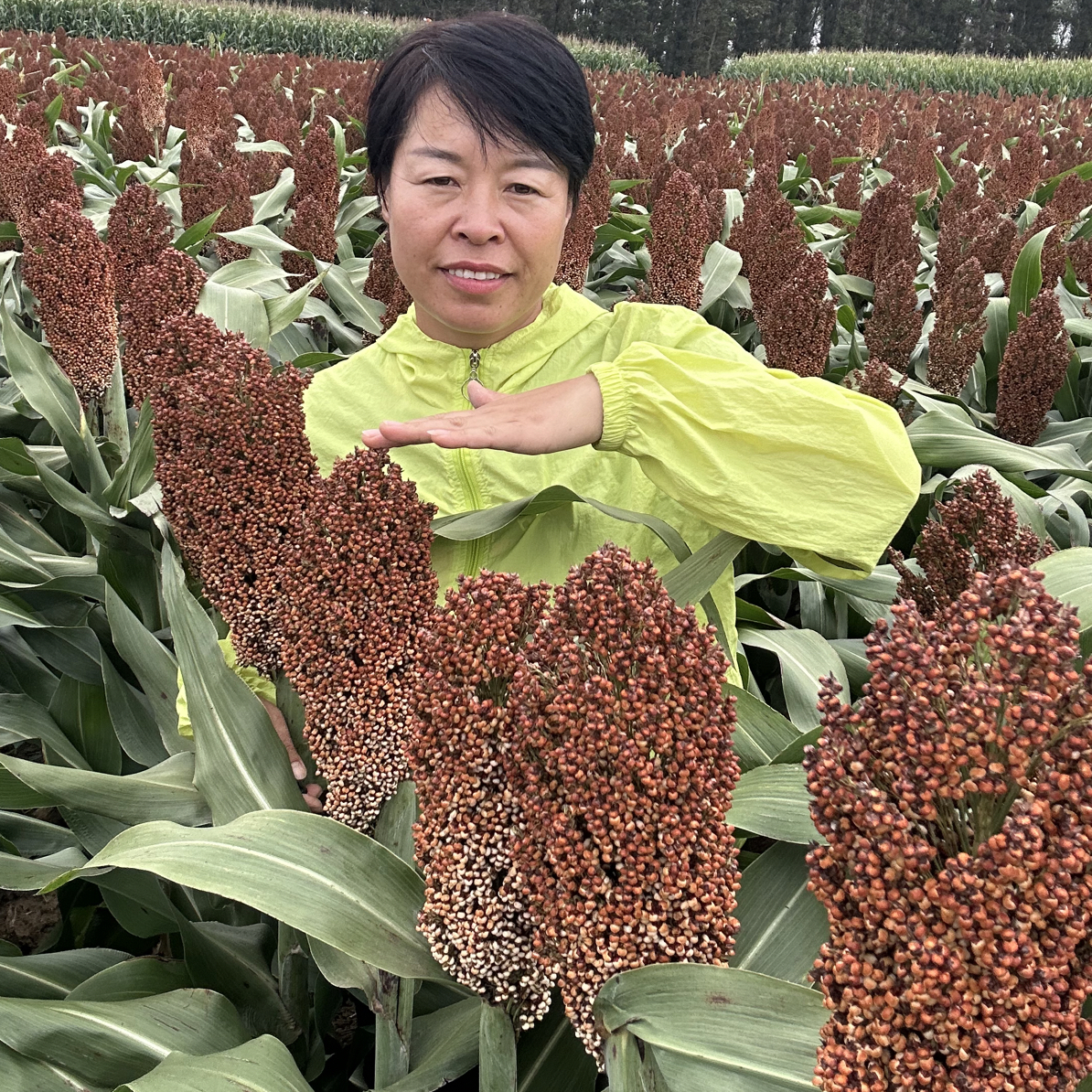 大粒科杂406高粮种子（5斤）