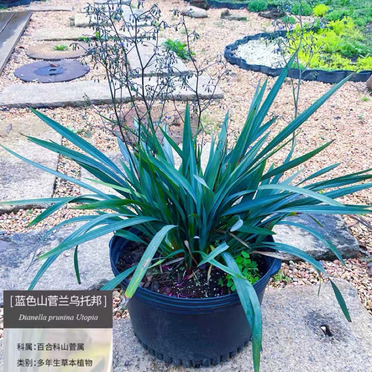 蓝色山菅兰乌托邦盆栽花卉多年生喜阳耐热耐寒适合阳台庭院