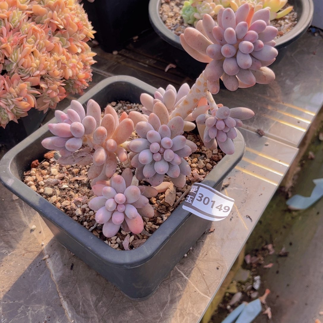 汤圆多肉植物30149