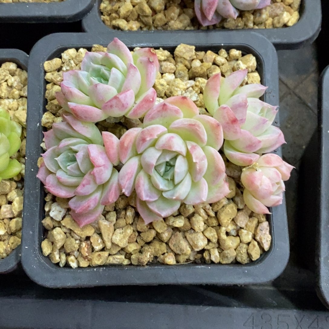 精品多肉一物一批不包整93