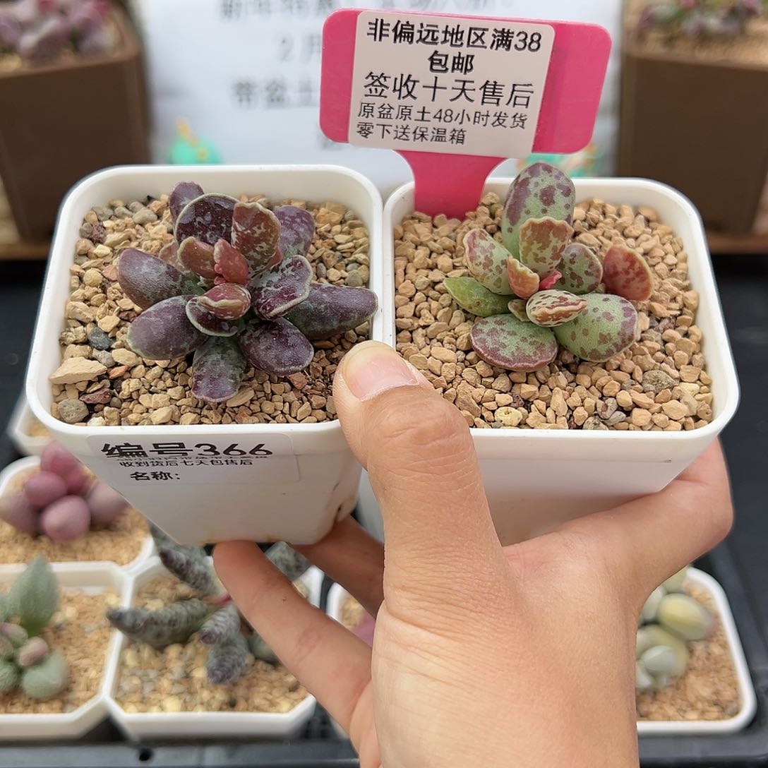 366紫库博库博多肉