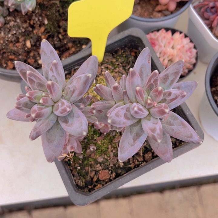 健健康康平平安安