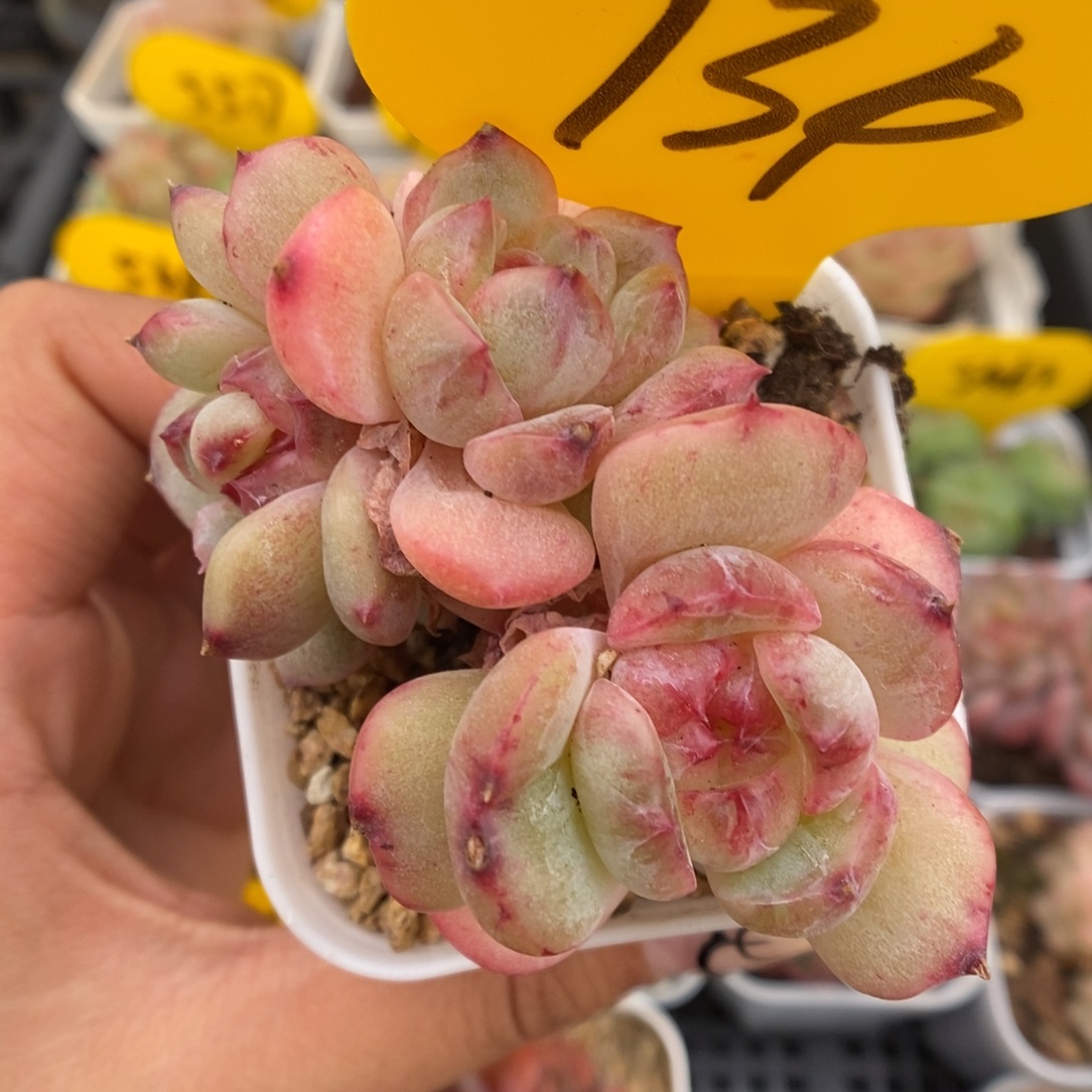 珍妮石化群生934号。 