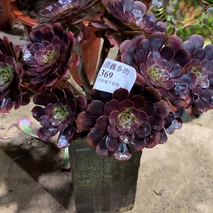 369黑萝莉多肉植物特价