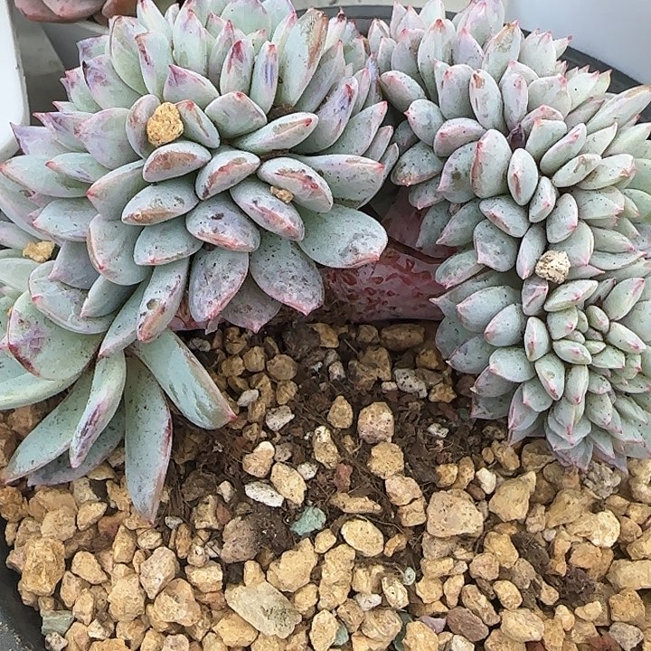 青蛙王子儿童牙膏11