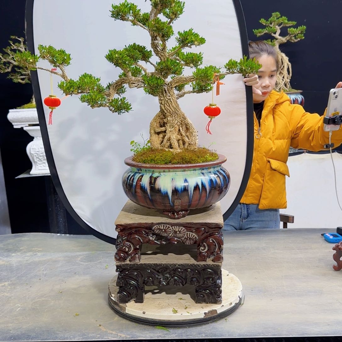 高端皱皮黄杨盆景