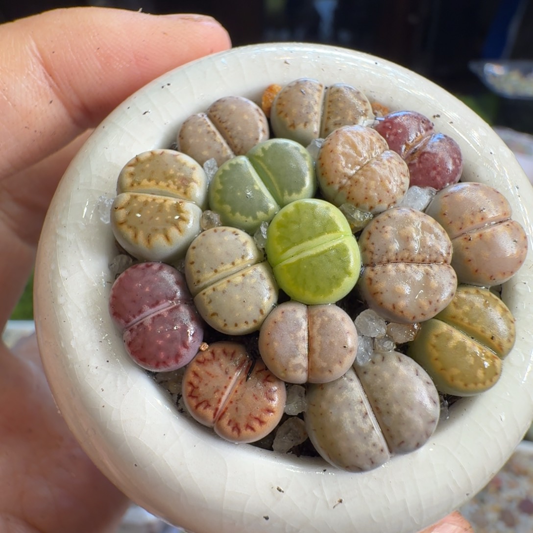 多肉植物福利1294