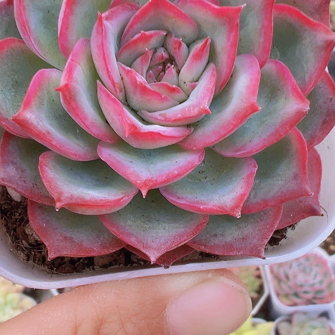 侧影19包邮多肉植物