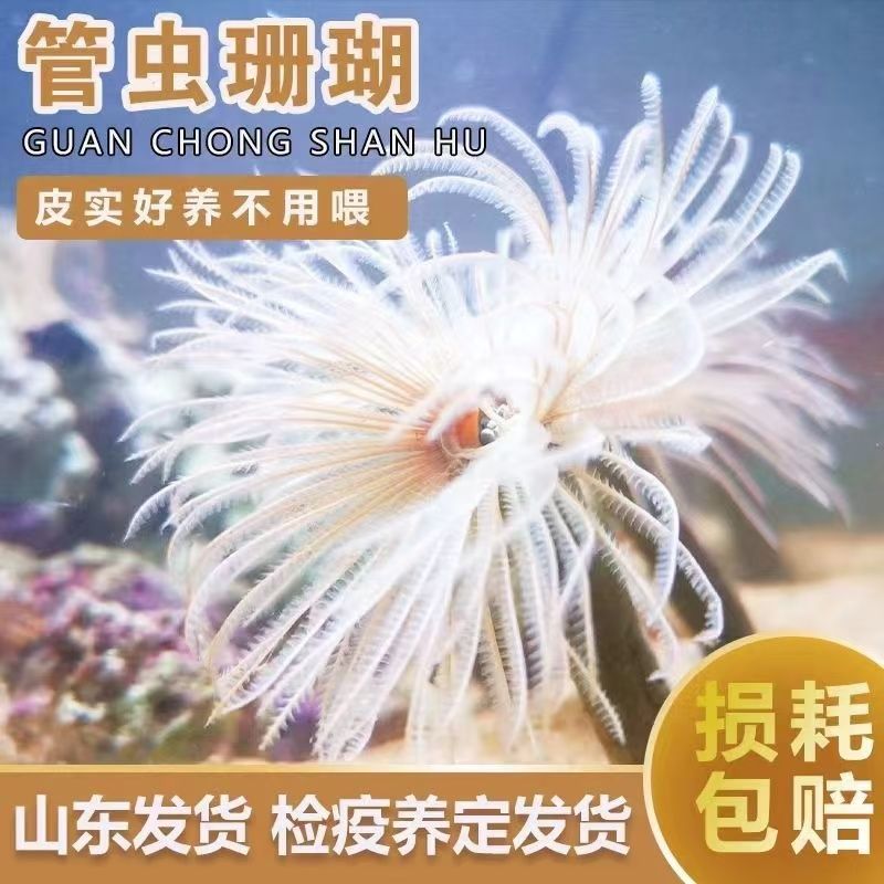 海洋宠物管虫珊瑚海水活体造景好养易养软体珊瑚灰紫色管虫