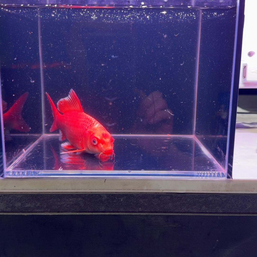 龙头牛背788只要……