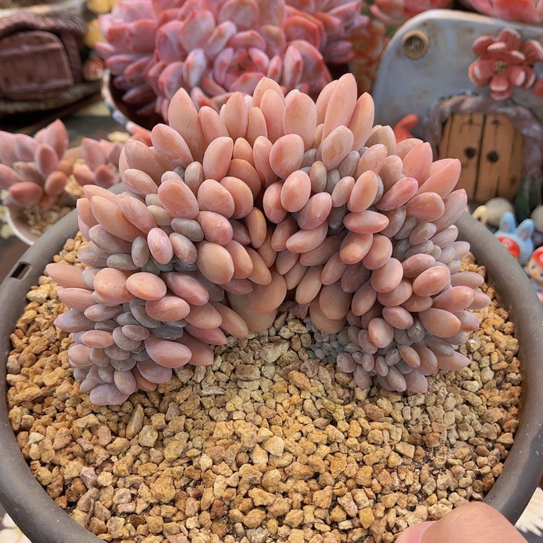 韩版粉兔缀精品多肉