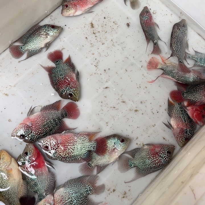 罗汉鱼19.9/////////////