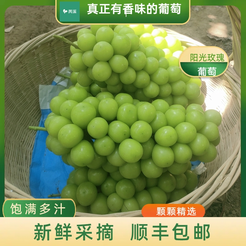 正宗昌黎阳光玫瑰葡萄新鲜采摘清甜多汁应季水果