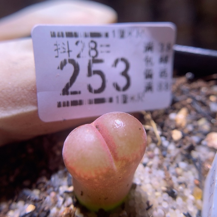 精品生石花28.253