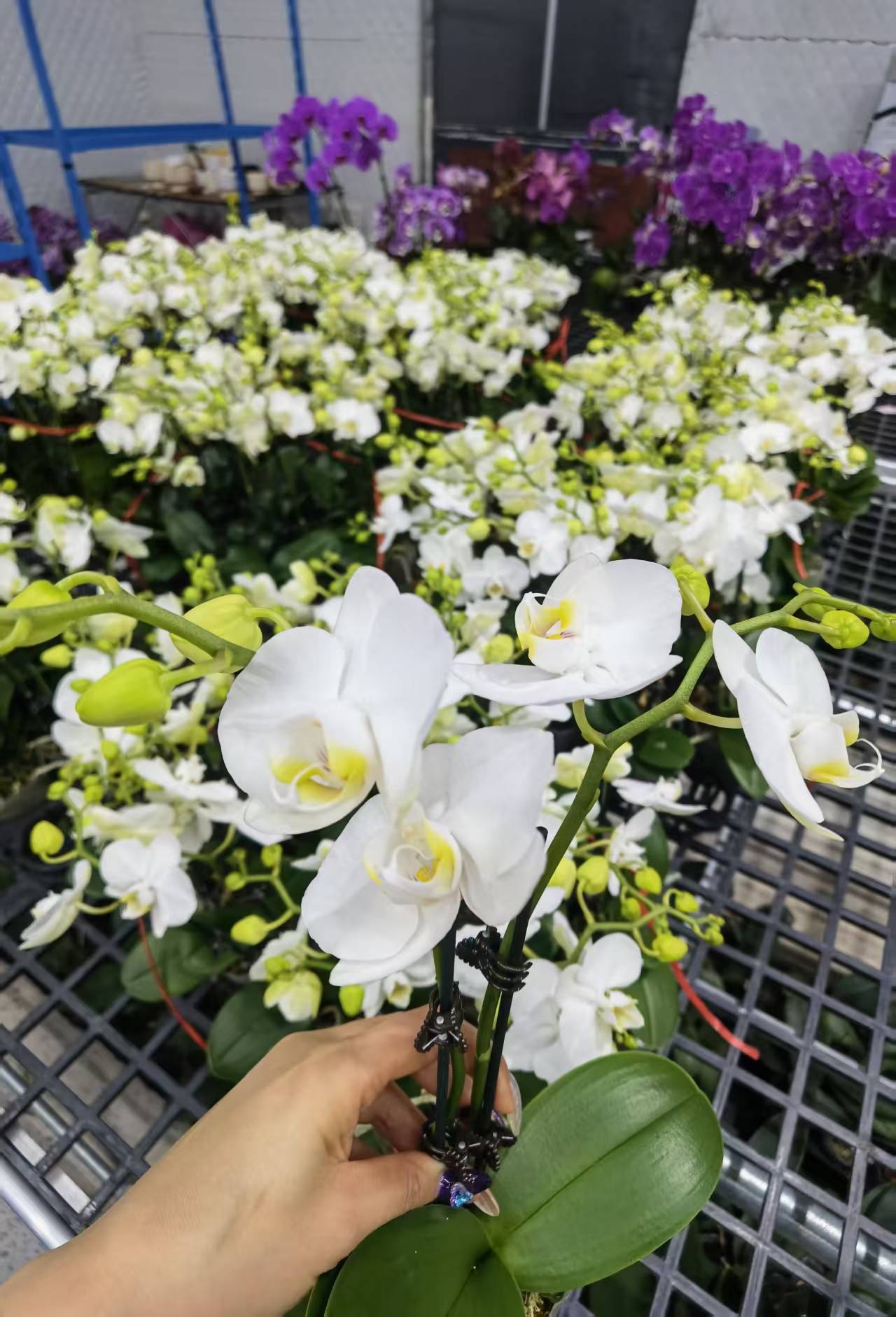 蝴蝶兰【白天鹅】花苗盆栽带花剑花苞客厅室内四季好养观赏花卉