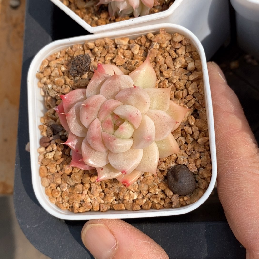 精品多肉一物柏不包整187