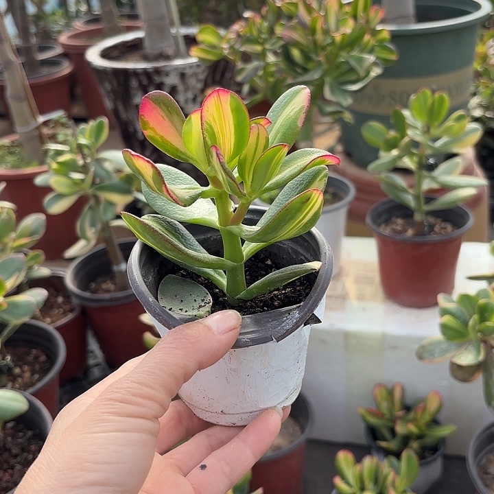 知***乐当前无花栽培后可以开花卷叶15