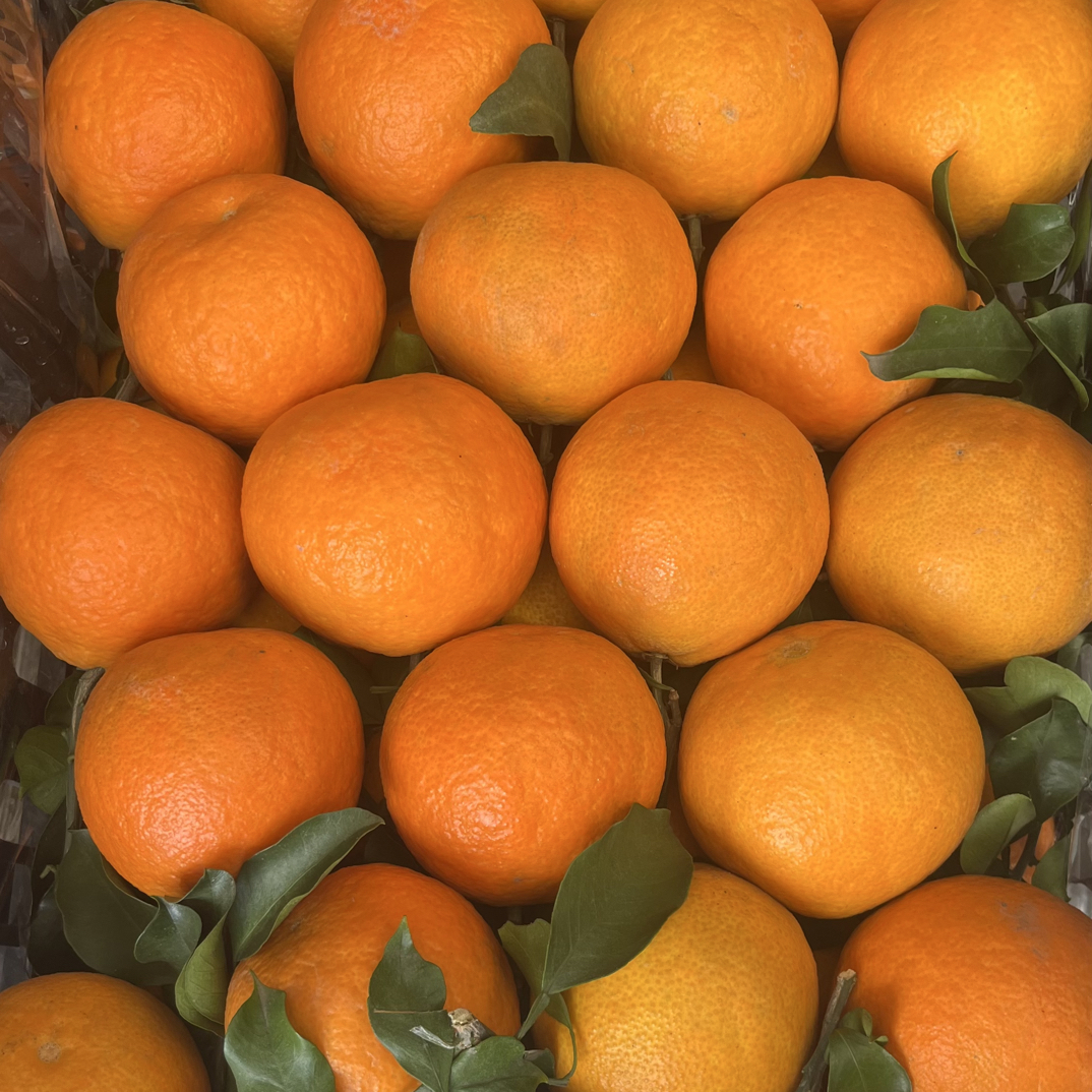 爱媛38果冻橙（9甜1酸）入口化渣、呼包鄂京东包邮