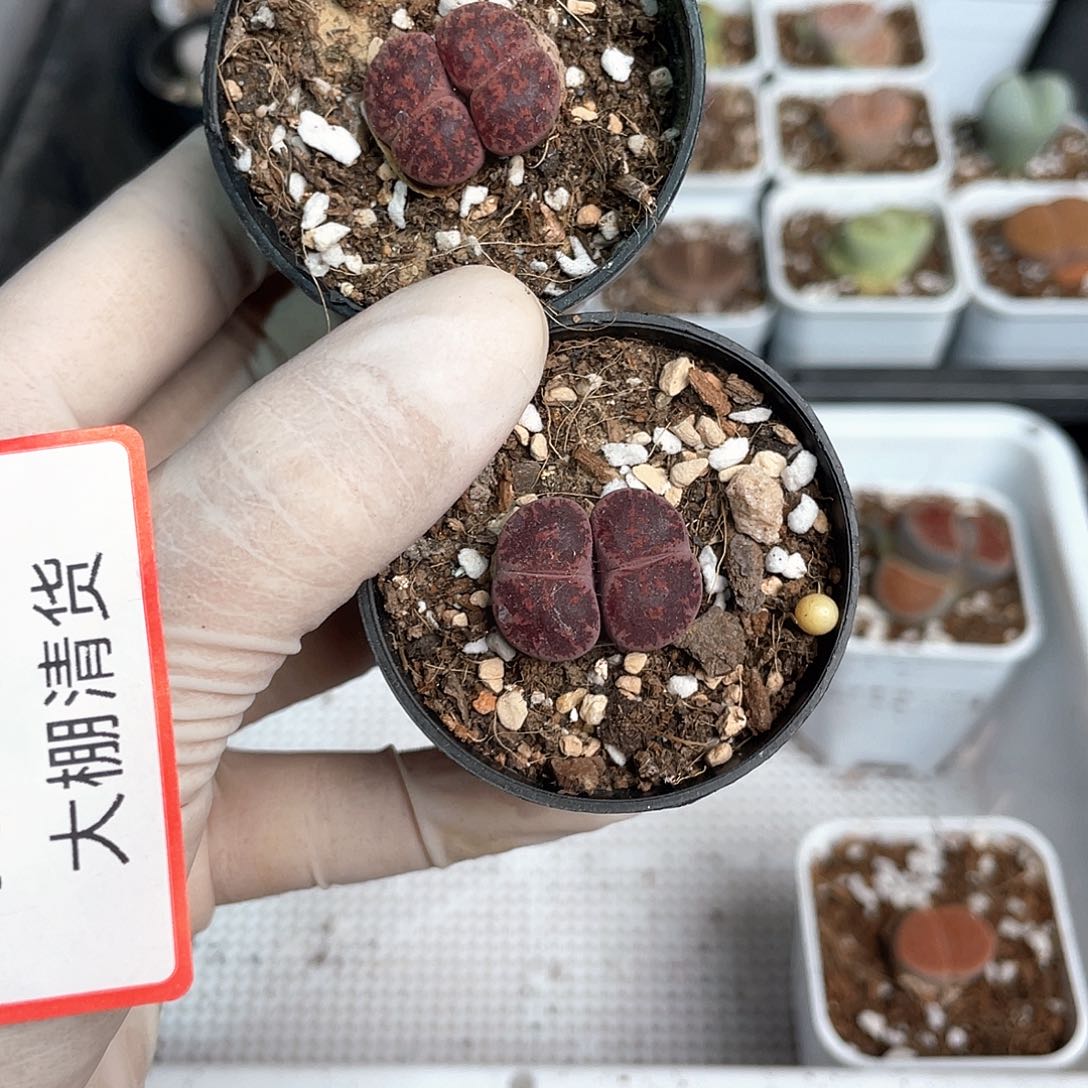 1756大棚清仓甩卖了