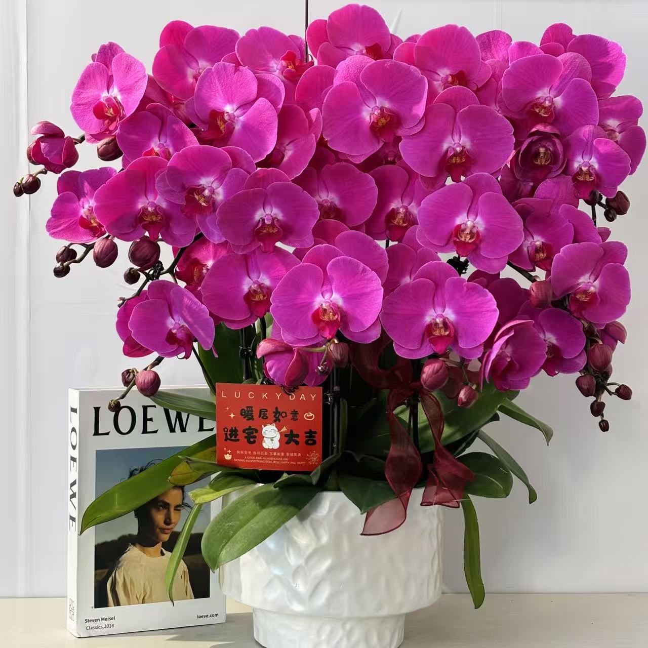 鼎胜【满堂红】蝴蝶兰盆栽花卉观花植物室内四季开花优质耐旱8-8