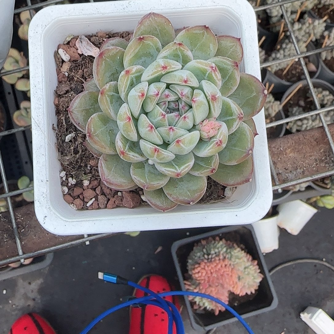 青蛙王子儿童牙膏11