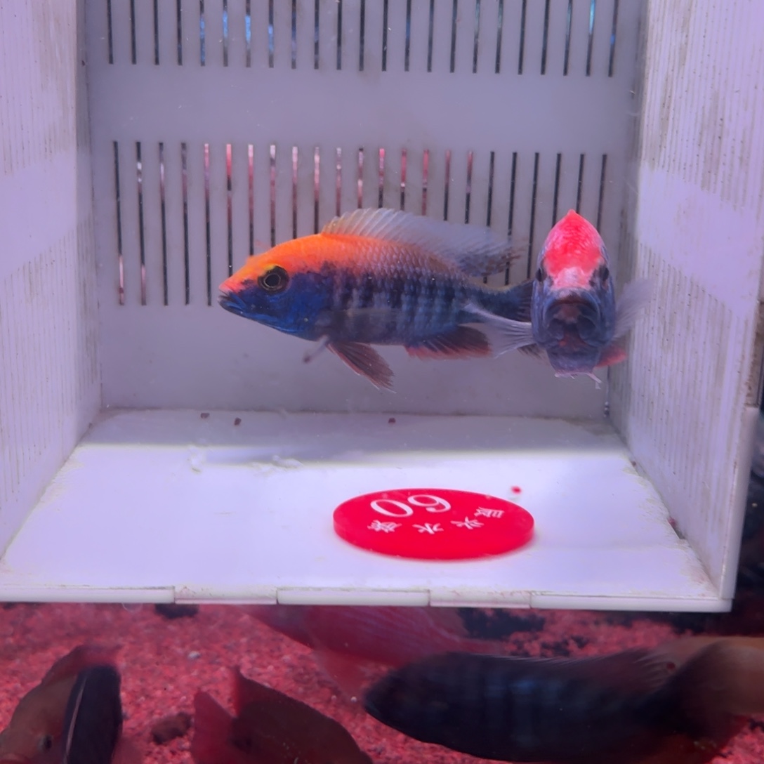 慈鲷鱼直播60号2条