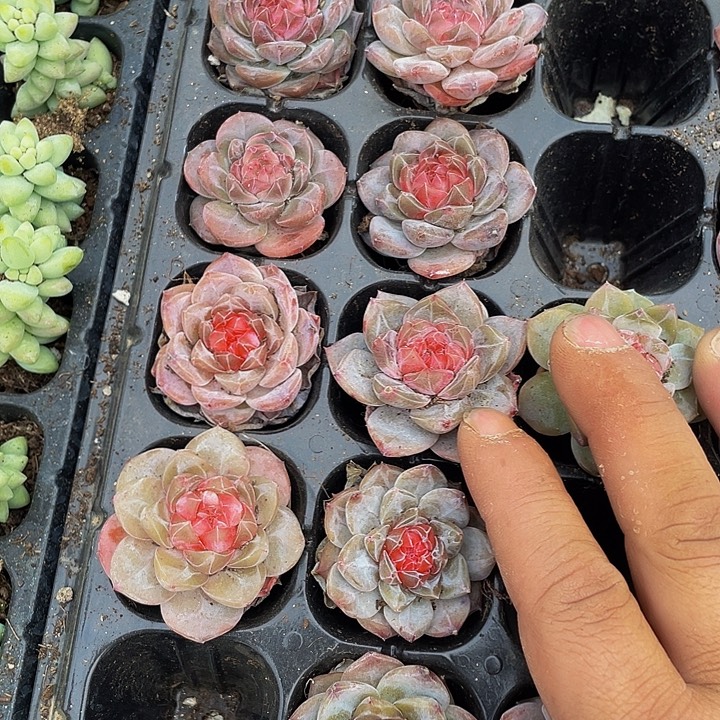 珍妮糖心1.5带土发过