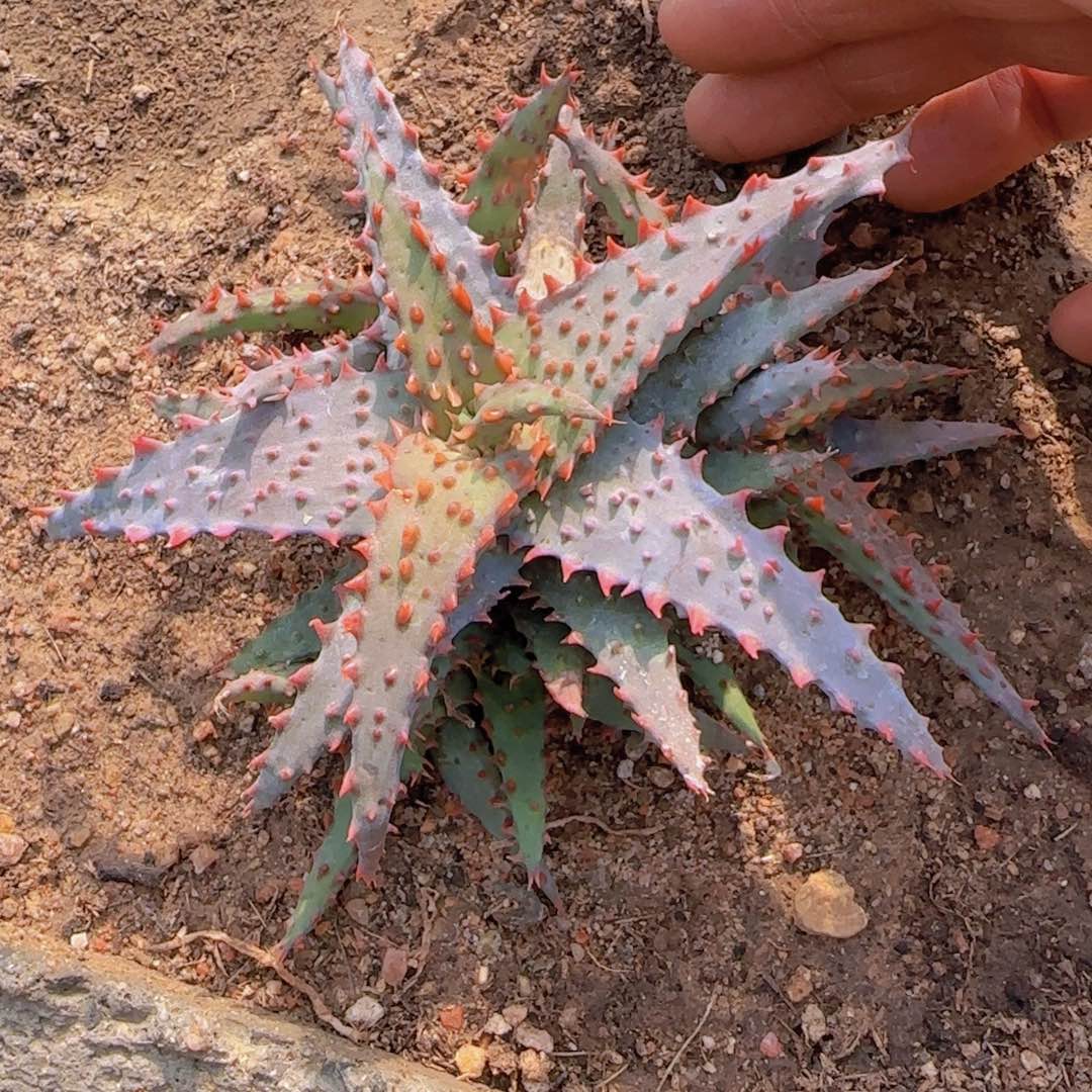 没***贺块根植物块根植物