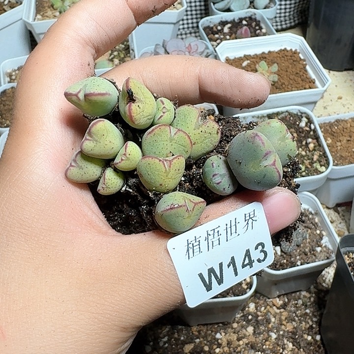 143号多肉植物哇c f