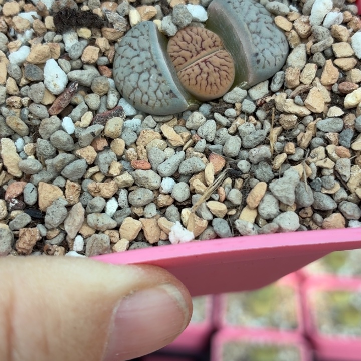 981线招福新头尺寸1.35