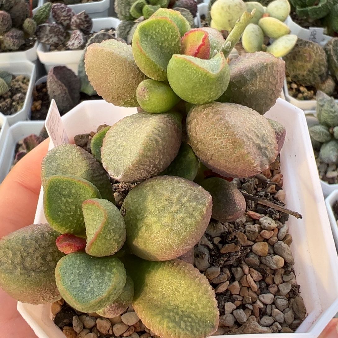 月熙老桩多肉植物水泡多肉植物