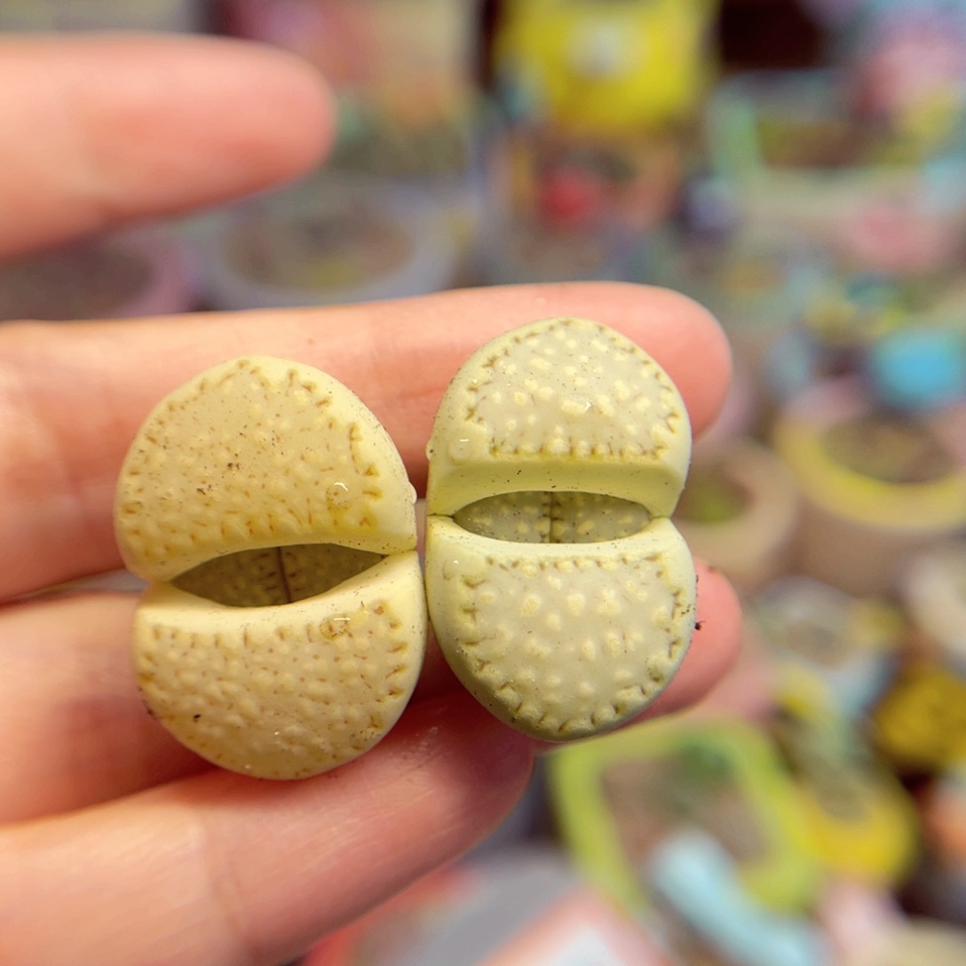 756. 5678854467777898