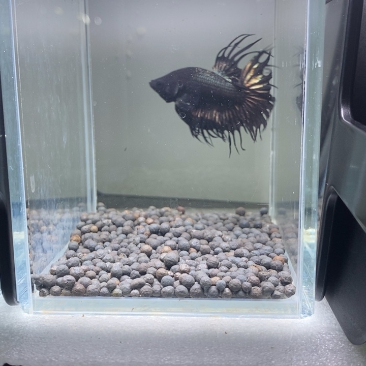 斗鱼泰国斗鱼132号