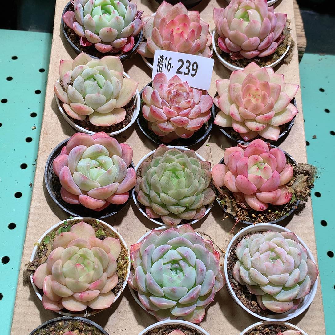 16-239一物一拍带盆18颗