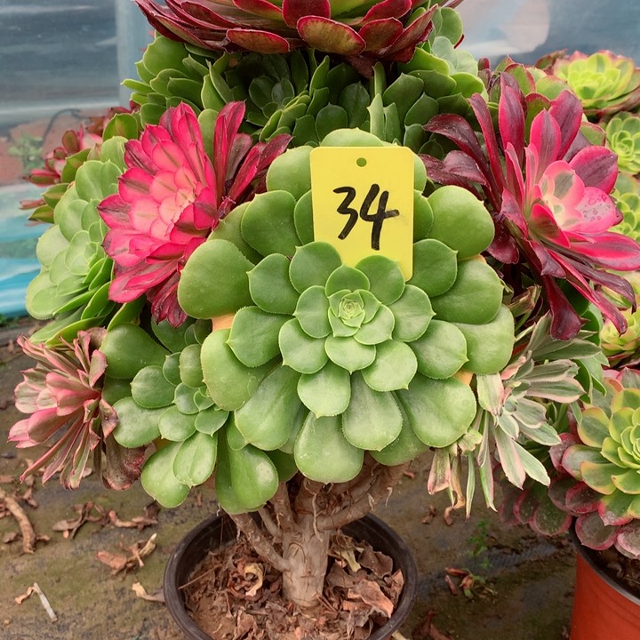 34嫁接多肉一物一拍