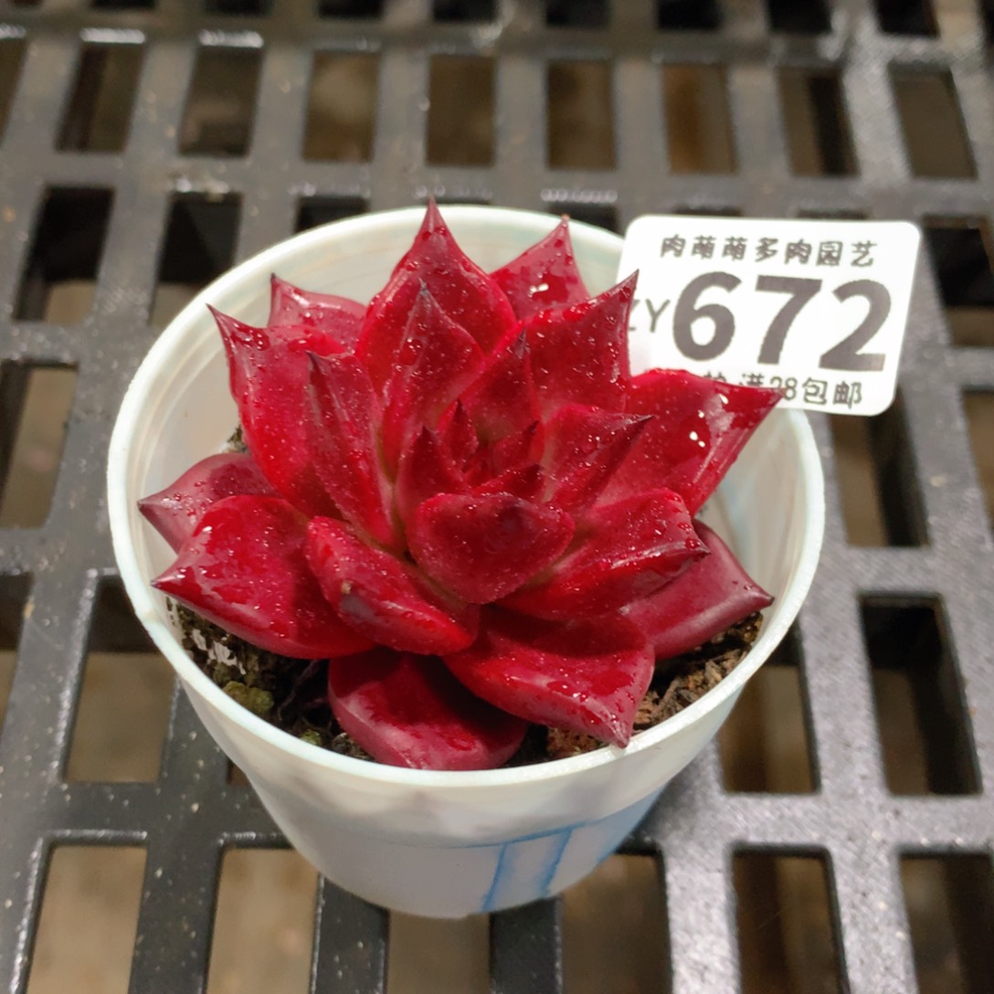 肉萌萌拇指盆精控多肉ZY672