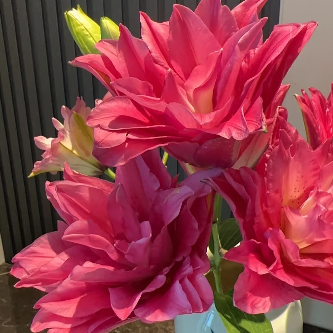 新品【维纳斯】16/18大花浓香重瓣耐寒百合种球盆栽地栽四季可种